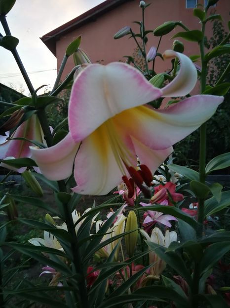  - Flori de grădină-2022