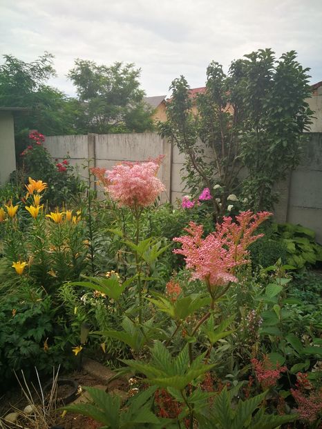  - Flori de grădină-2022