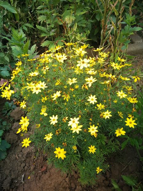  - Flori de grădină-2022