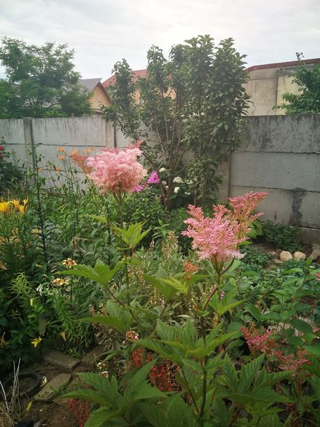  - Flori de grădină-2022