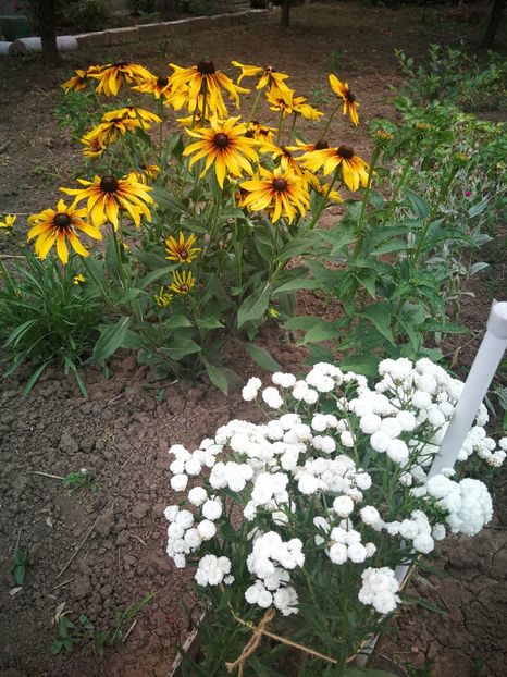  - Flori de grădină-2022