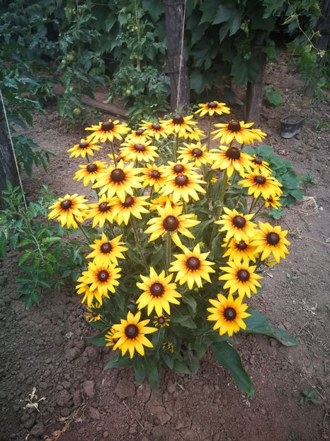  - Flori de grădină-2022