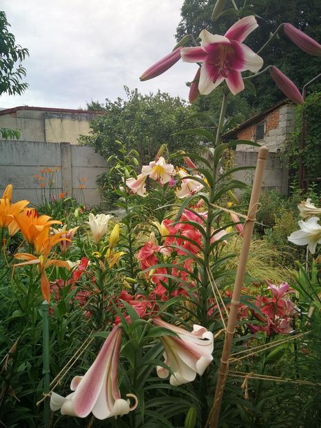  - Flori de grădină-2022