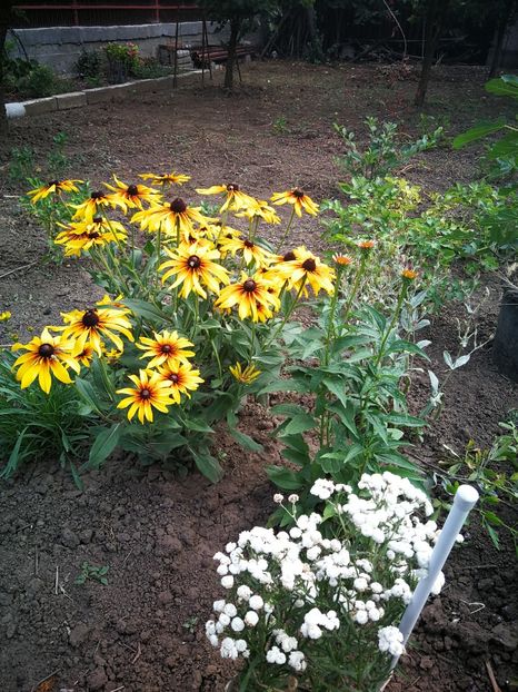  - Flori de grădină-2022