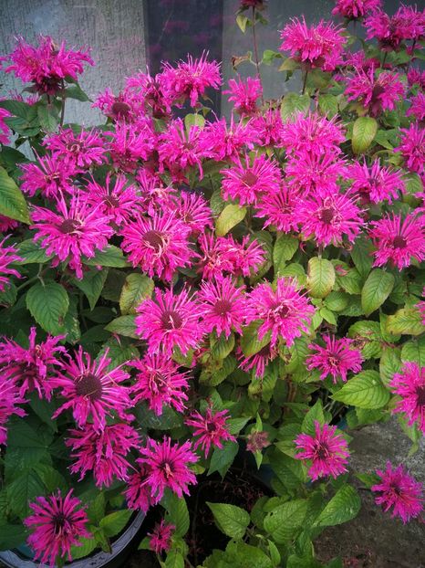  - Flori de grădină-2022