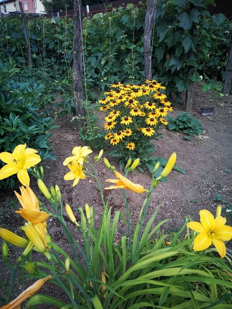  - Flori de grădină-2022