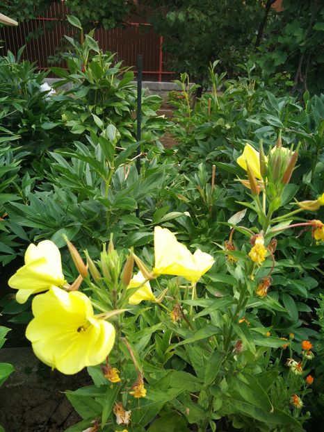  - Flori de grădină-2022