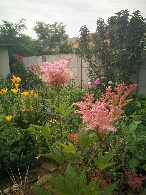  - Flori de grădină-2022