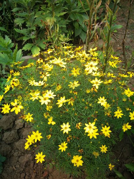  - Flori de grădină-2022