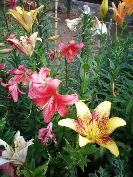  - Flori de grădină-2022