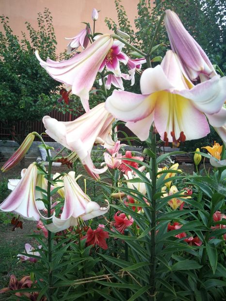  - Flori de grădină-2022