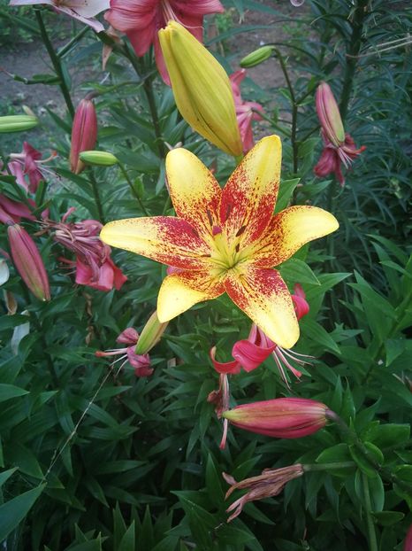  - Flori de grădină-2022