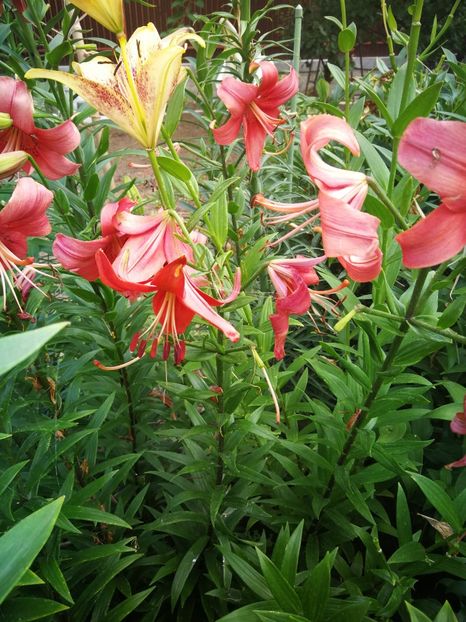  - Flori de grădină-2022