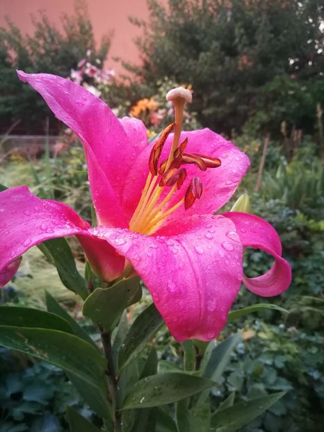  - Flori de grădină-2022