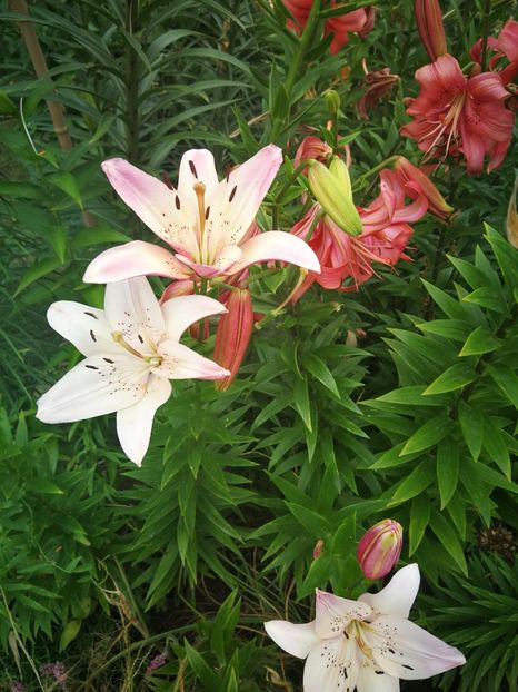  - Flori de grădină-2022