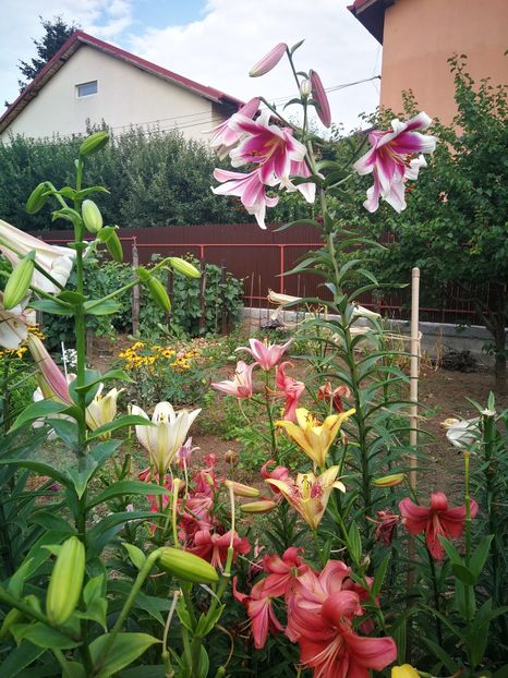  - Flori de grădină-2022