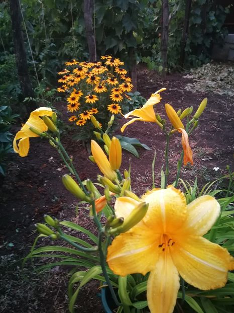  - Flori de grădină-2022