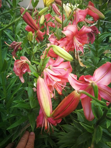  - Flori de grădină-2022