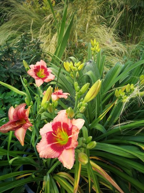  - Flori de grădină-2022