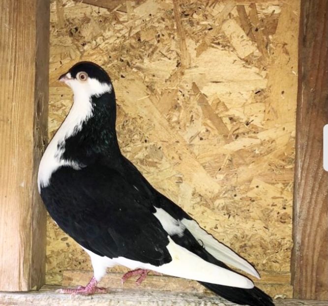 Femelă 2015 - 00001 porumbei dragi mie arhivă