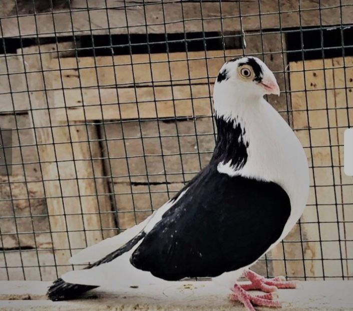 Mascul  2018 - 00001 porumbei dragi mie arhivă