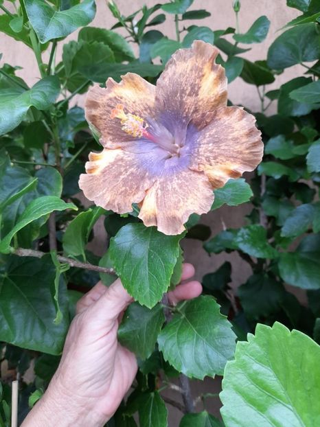 IMG-20220814-WA0000 - Hibi Bo Den Beethoven Squared