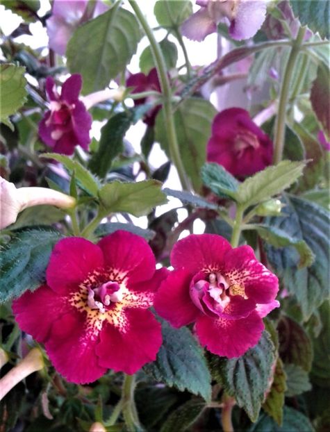  - 000018 ACHIMENES