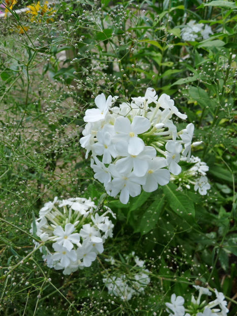  - Phlox - brumarele