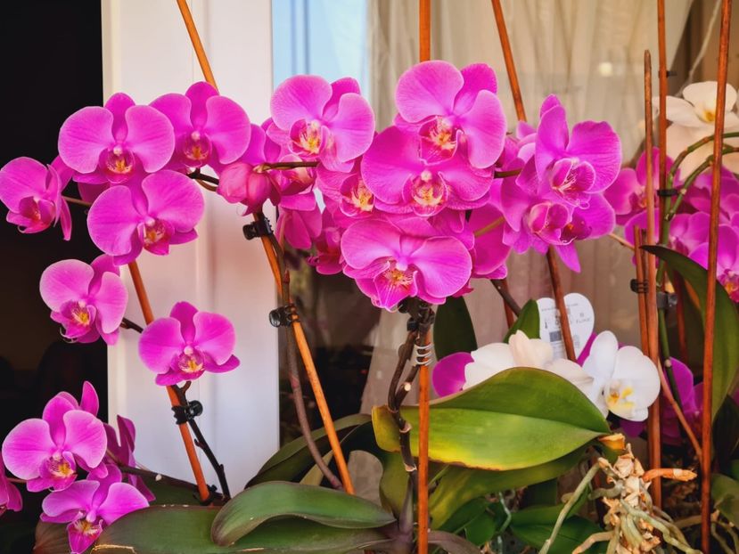 IMG-20220628-WA0030 - Florile mele