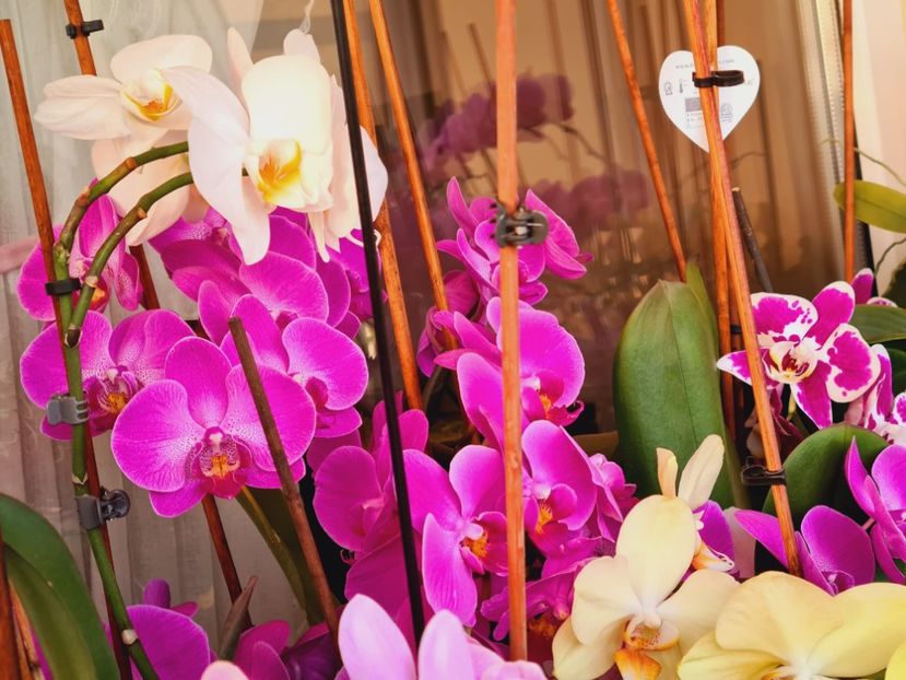 IMG-20220628-WA0029 - Florile mele