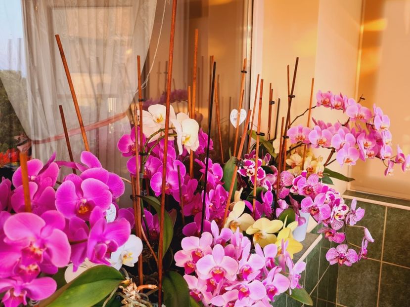 IMG-20220628-WA0026 - Florile mele