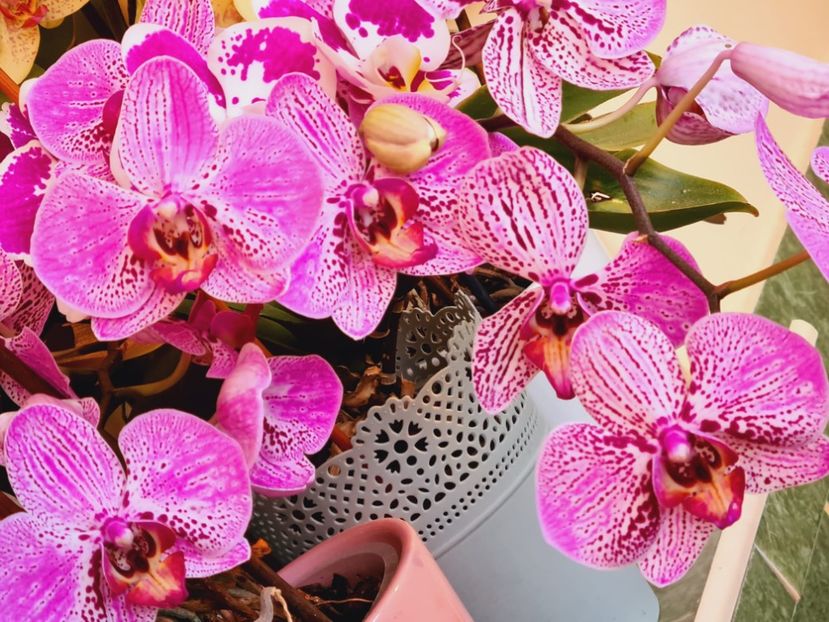 IMG-20220616-WA0016 - Florile mele