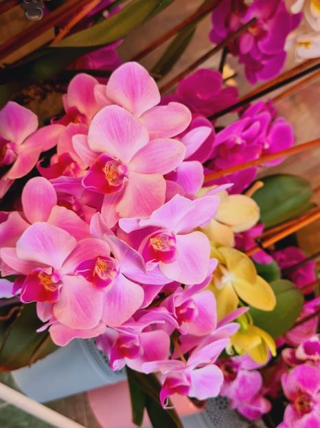 IMG-20220616-WA0021 - Florile mele