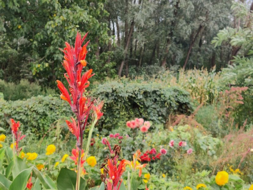  - Diverse flori de gradina