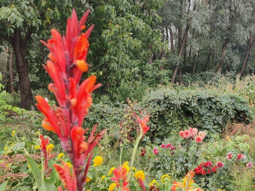  - Diverse flori de gradina