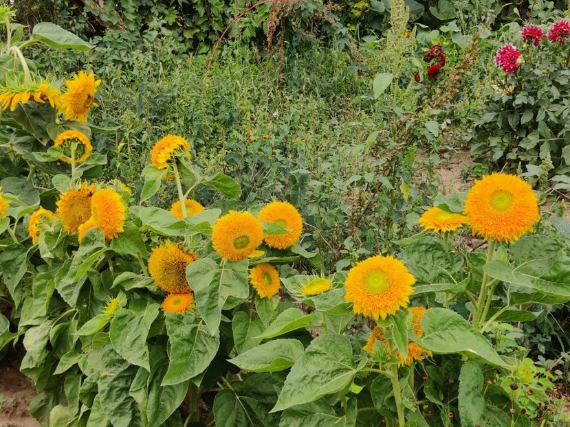  - Diverse flori de gradina