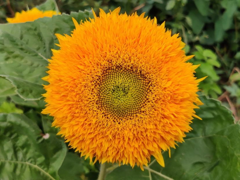  - Diverse flori de gradina