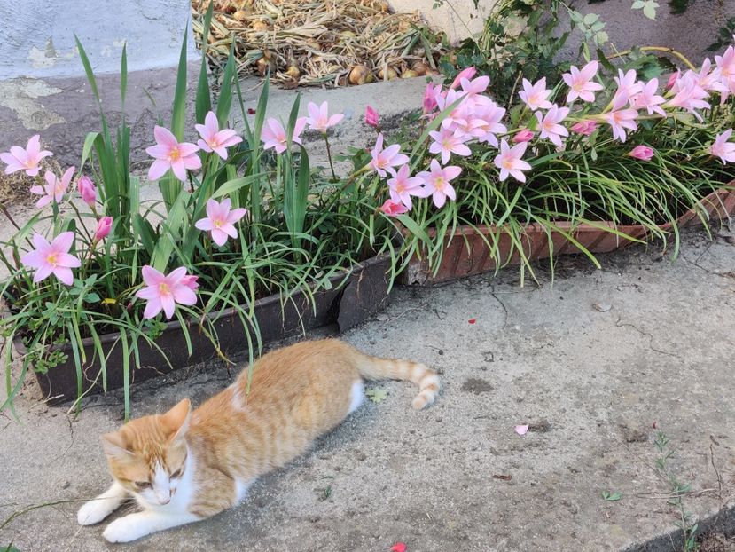 Tomita adora sa stea intre aceste flori! - Diverse flori de gradina