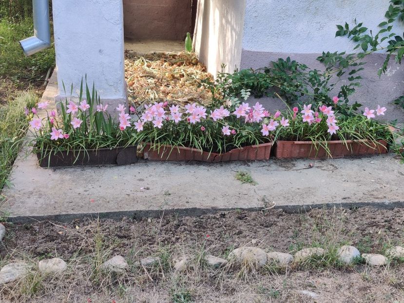 Zephyrantes rosea - 10.07.2022 - Diverse flori de gradina
