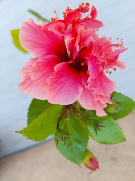 IMG-20220818-WA0013 - hibi kona