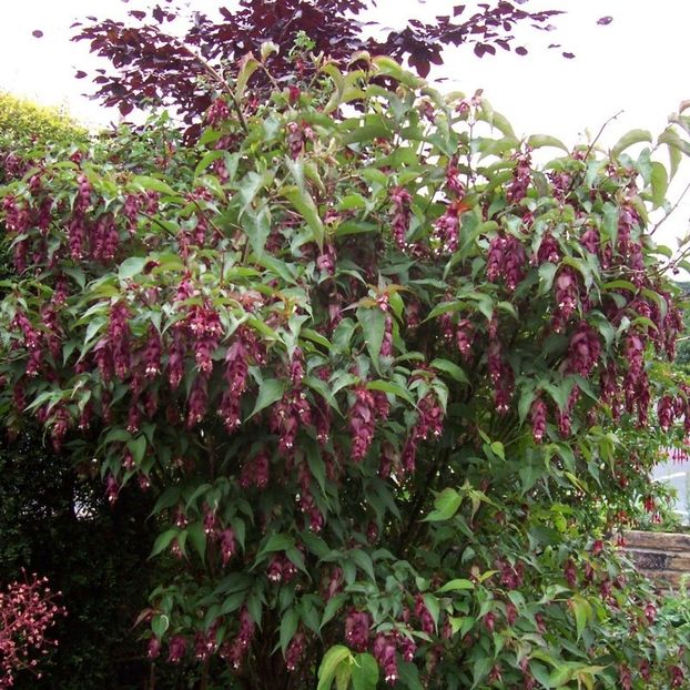 leycesteria-formosa - Noutati 2021