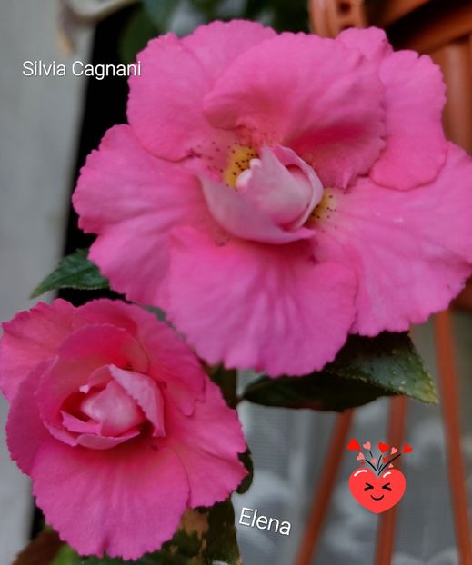  - 2022 - Achimenes