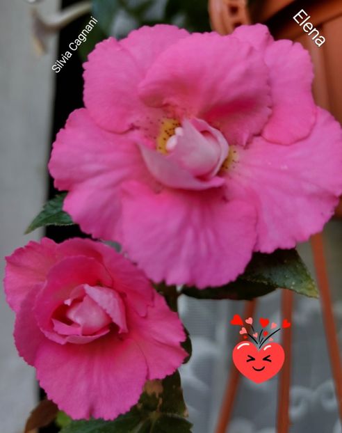  - 2022 - Achimenes