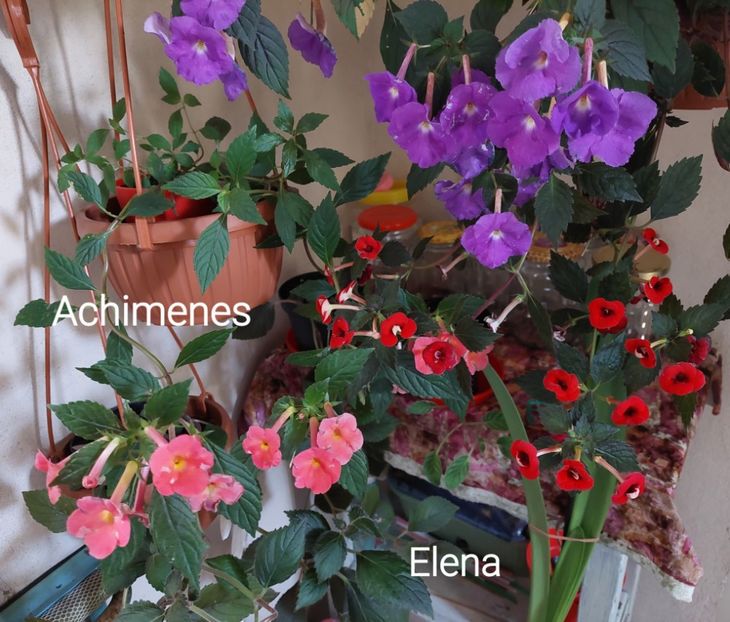  - 2022 - Achimenes