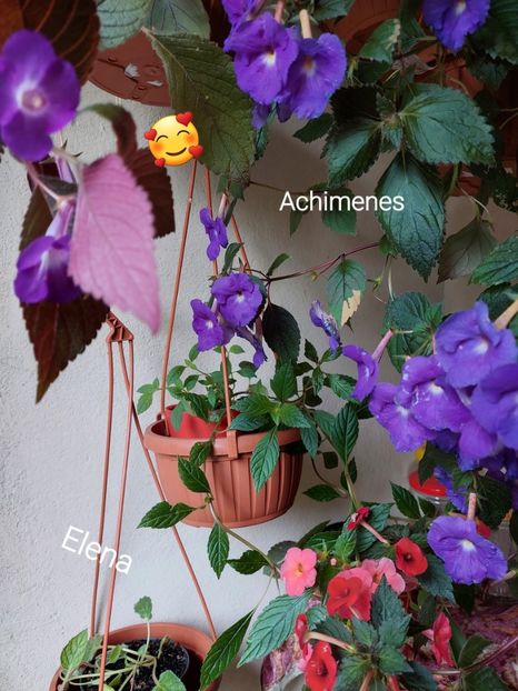  - 2022 - Achimenes