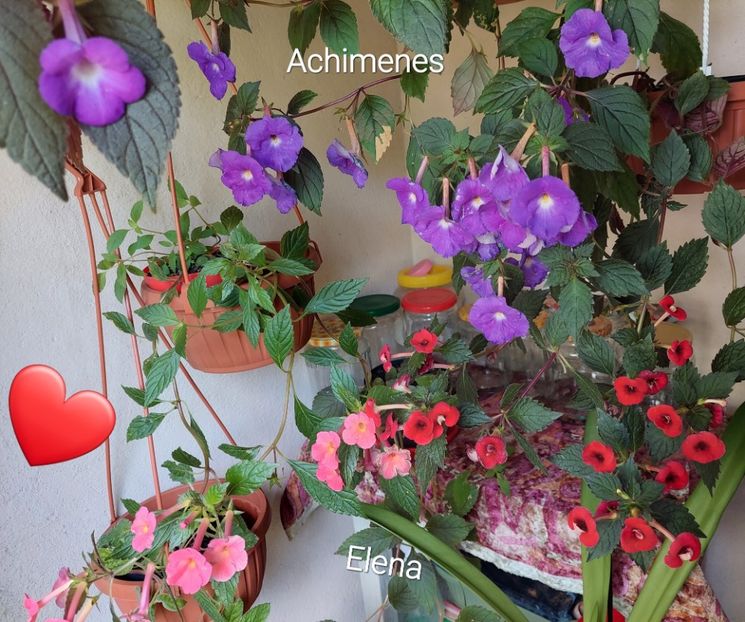  - 2022 - Achimenes