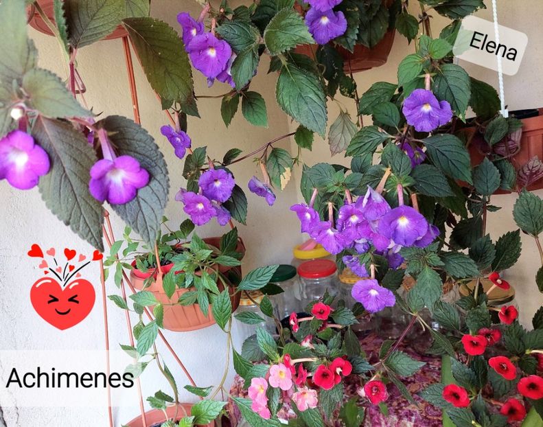  - 2022 - Achimenes
