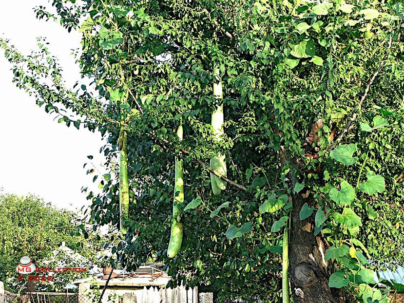 Dovlecel-Zucchini 2 - LEGUME-VEGS