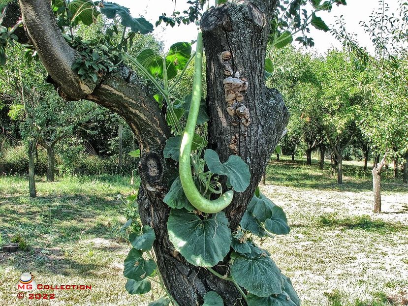 Dovlecel-Zucchini 4 - LEGUME-VEGS