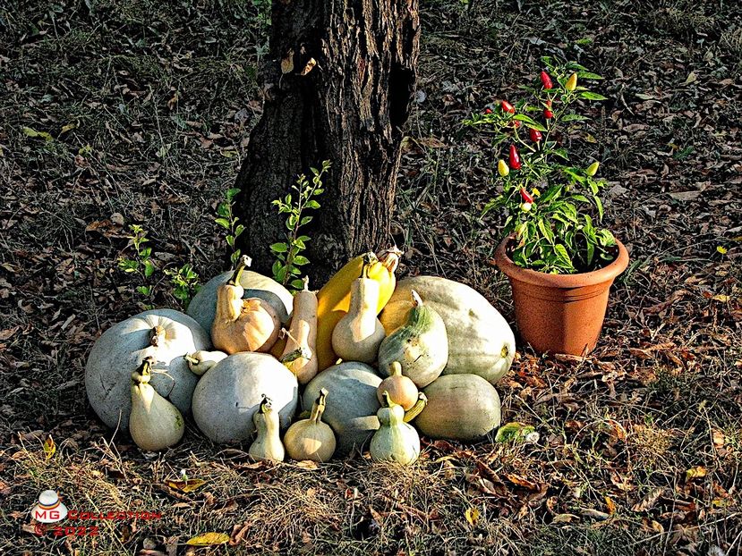Dovleci-Pumpkins - LEGUME-VEGS